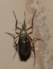 Psorophora