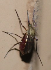 Psorophora