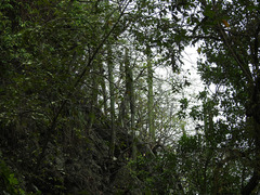Cephalocereus euphorbioides