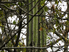 Cephalocereus euphorbioides