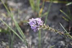 Liatris carrizana