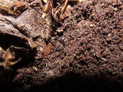 Stigmatomma pallipes