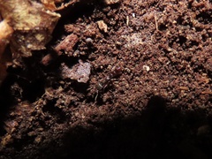 Stigmatomma pallipes