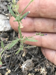 Allophyllum gilioides