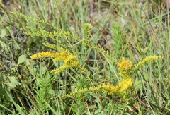 Solidago odora odora