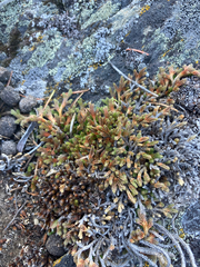 Selaginella wallacei
