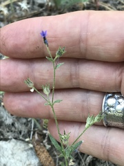 Allophyllum gilioides