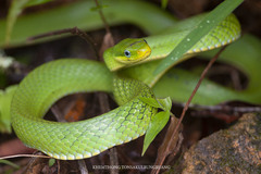 Blue-Eyed Bush Rat Snake photo 3