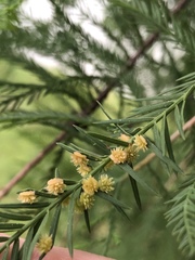 Taxodiomyia