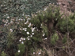 Malacothrix saxatilis implicata