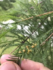 Taxodiomyia