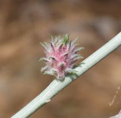 Rhopalomyia utahensis