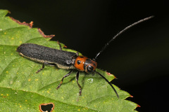 Oberea perspicillata