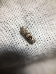 Epiblema minutana