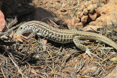 Aspidoscelis neotesselatus