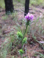 Liatris squarrosa