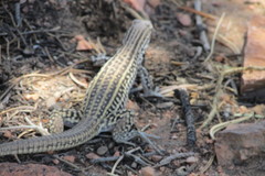 Aspidoscelis neotesselatus