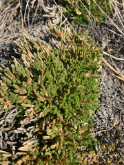Selaginella wallacei