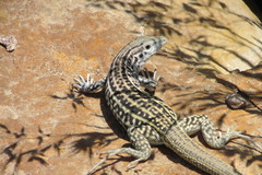 Aspidoscelis neotesselatus