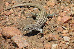 Aspidoscelis neotesselatus