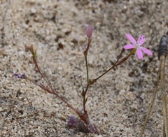Gilia leptantha