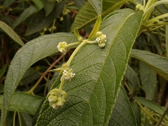 Lippia hirsuta
