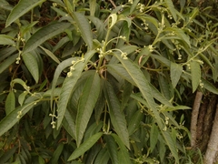 Lippia hirsuta