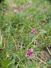 Trifolium brandegeei