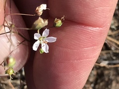 Hesperolinon micranthum