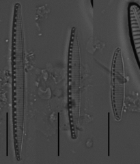 Nitzschia hantzschiana