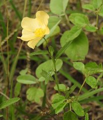 Sida lindheimeri