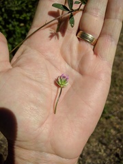 Trifolium ciliolatum