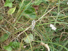 Abraxas grossulariata