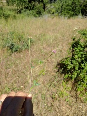 Trifolium ciliolatum