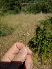 Trifolium ciliolatum