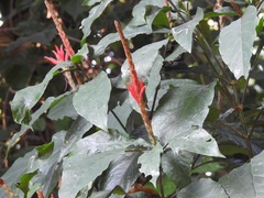 False aralia (Sarotheca)