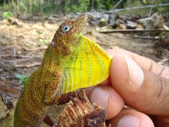 Anolis transversalis