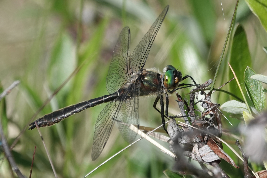 American Emerald