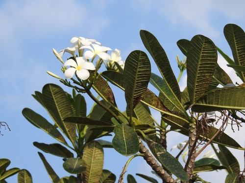 Singapore graveyard flower