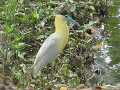 Pilherodius pileatus