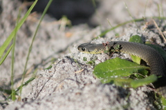 Elapognathus minor
