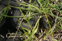 Elapognathus minor