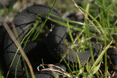 Elapognathus minor