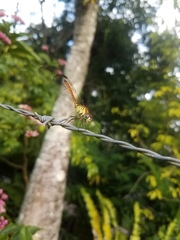 Lathrecista asiatica festa