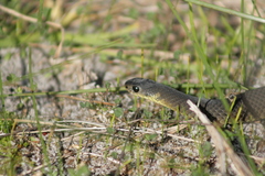 Elapognathus minor