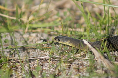 Elapognathus minor