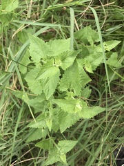 Fleischmannia incarnata