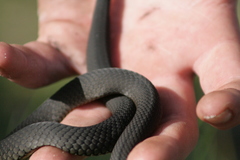Elapognathus minor