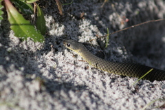 Elapognathus minor