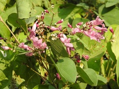 Fridericia patellifera